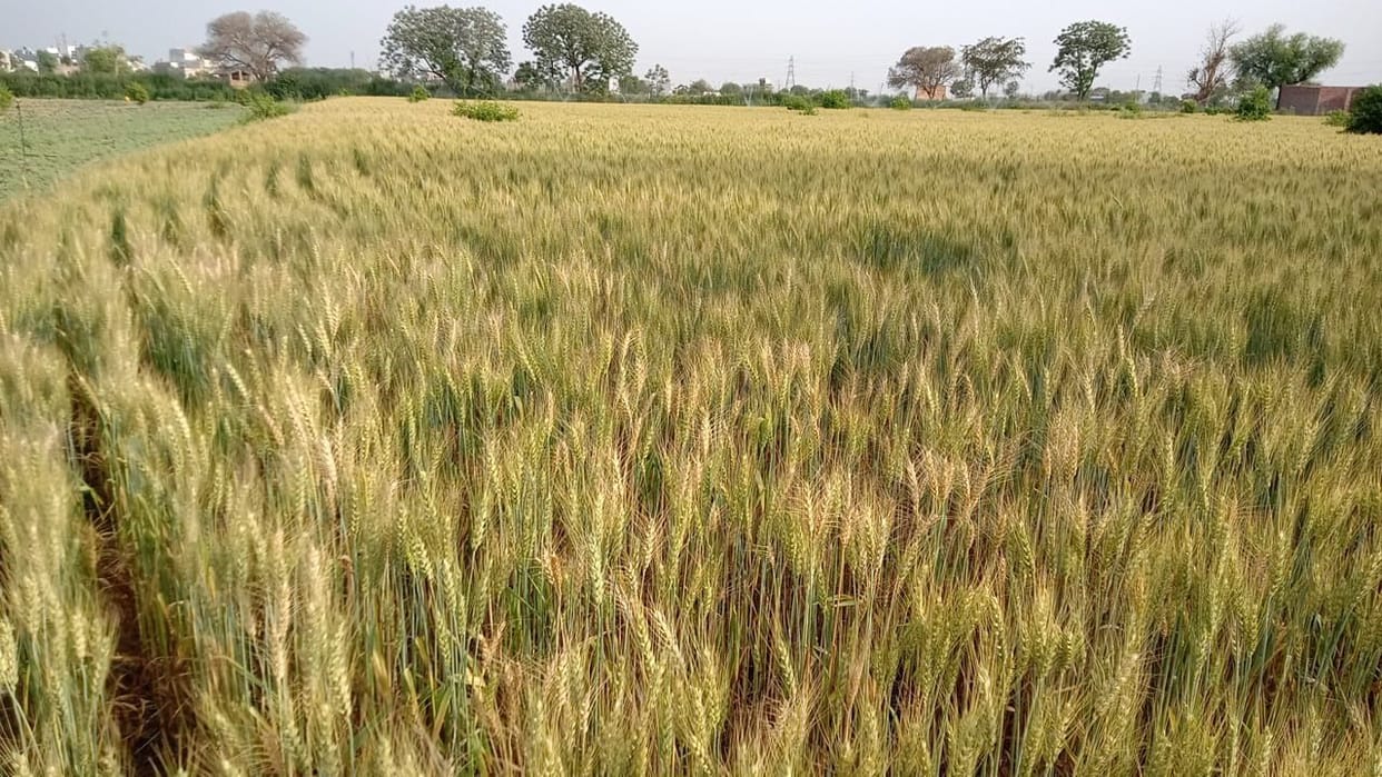 Wheat production may be affected by rising heat