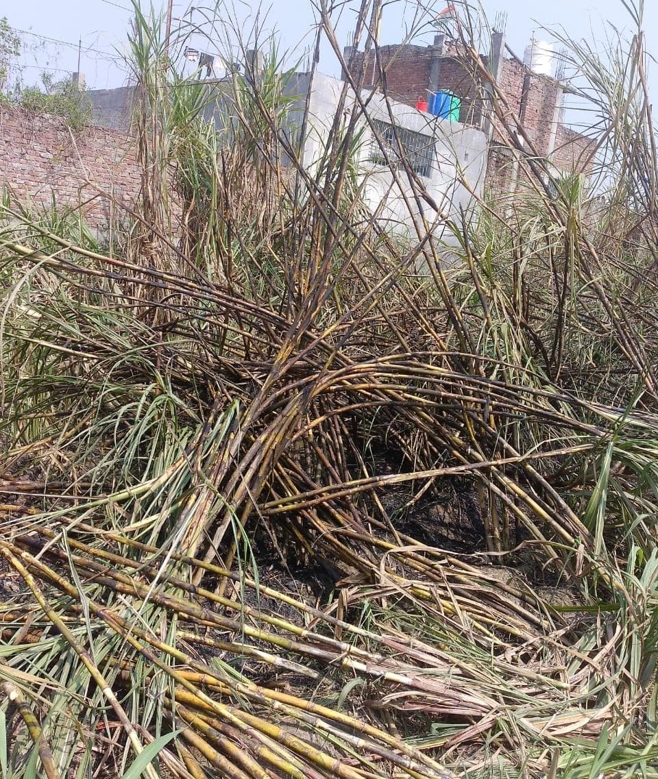 Sugarcane field caught fire under suspicious circumstances