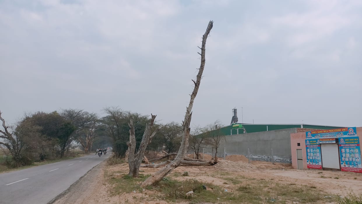 Claims of planting lakhs of trees every year, still remain empty on the banks of roads and canals