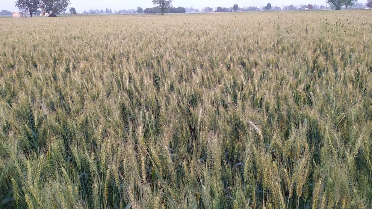 Wheat crop started ripening due to ever-increasing temperature, Kurukshetra