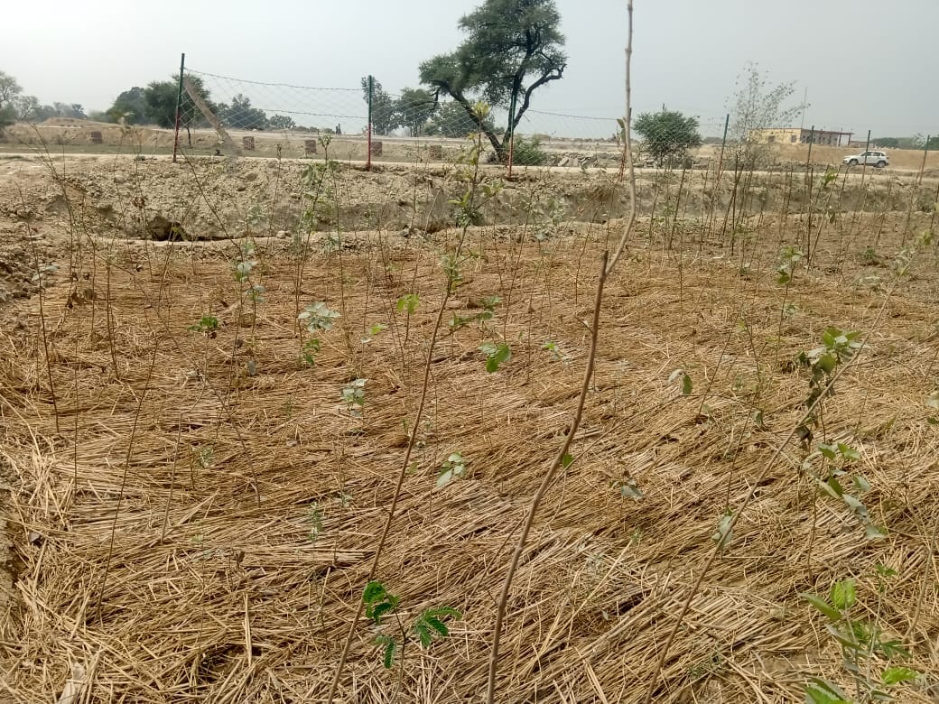Area of forest area increased by 0.16 sq km in three years