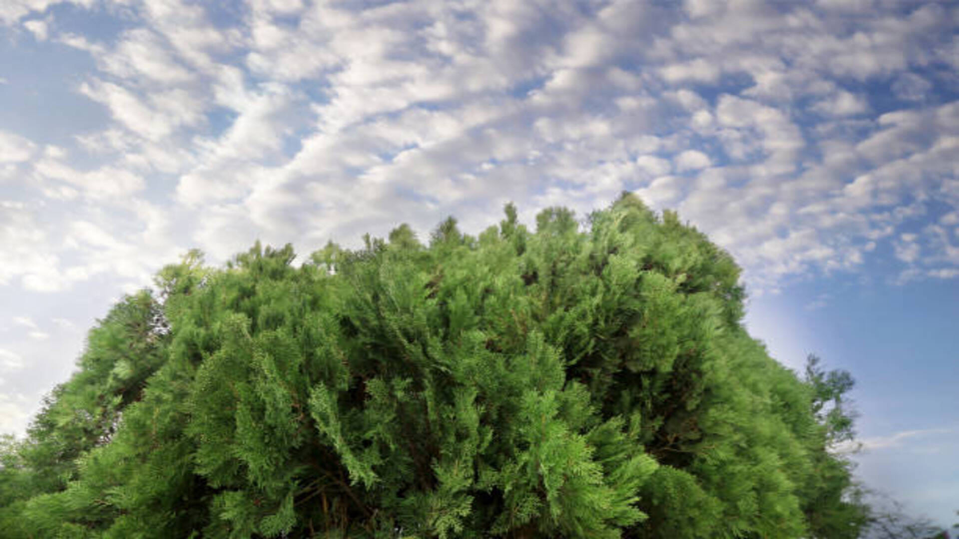 vastu tips for prosperity and wealth morpankhi plant benefits in hindi