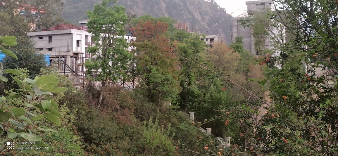 One thousand trees will be cut for Medical College Chamba