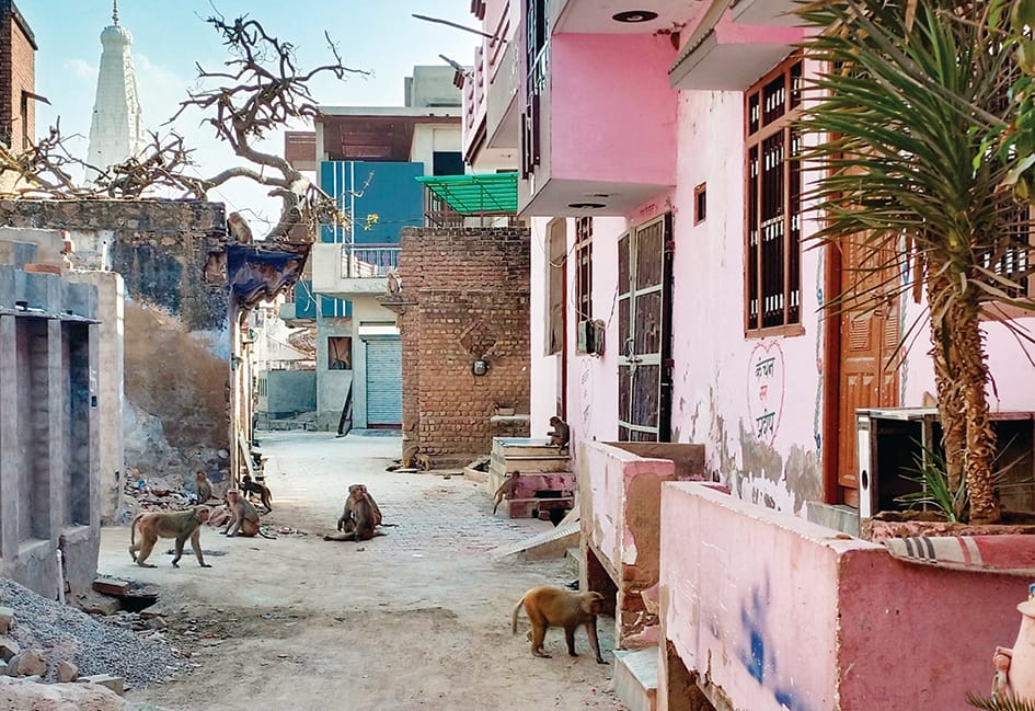 People are troubled by the monkey menace in the city, in the last one month, about 6 children have been injured.