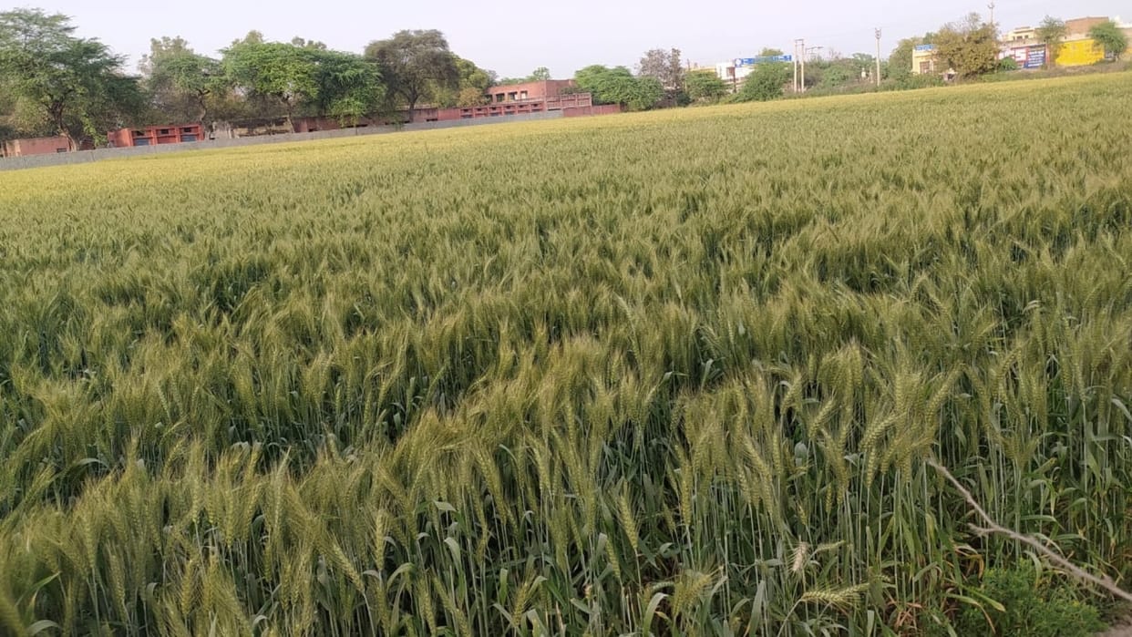 Fear of damage to wheat crop due to rising temperature