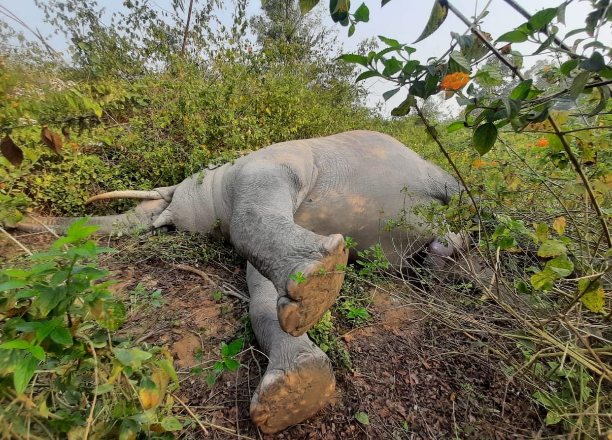 Dead body of male elephant found in Amangarh