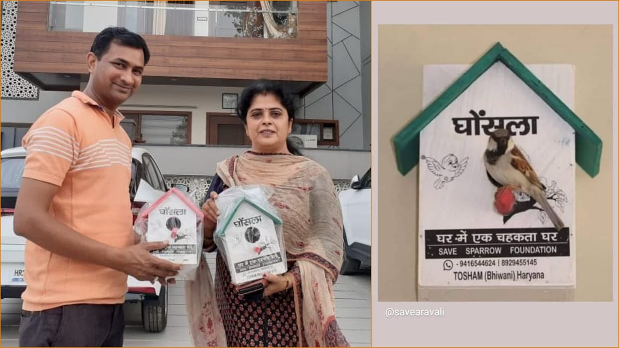 Save Sparrow Foundation of Tosham Haryana is running a campaign to save the sparrow