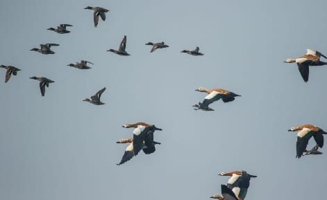 Migrant birds started returning to their homeland as soon as the weather changed