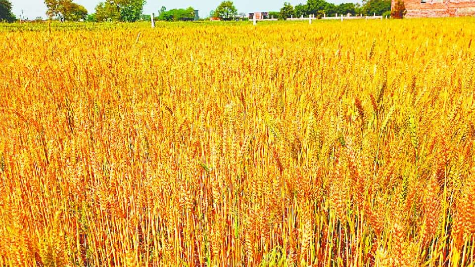 Wheat crop is getting damaged due to increased temperature in Haryana