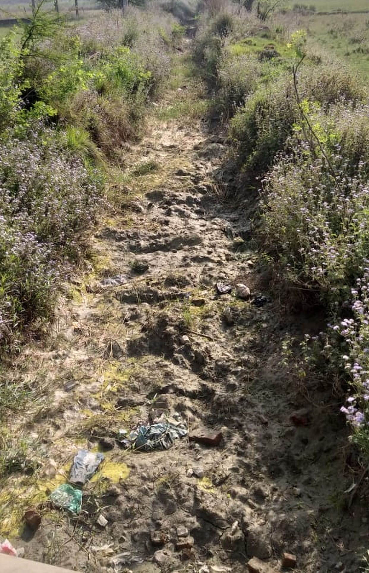 Crops drying up due to lack of water in the minor