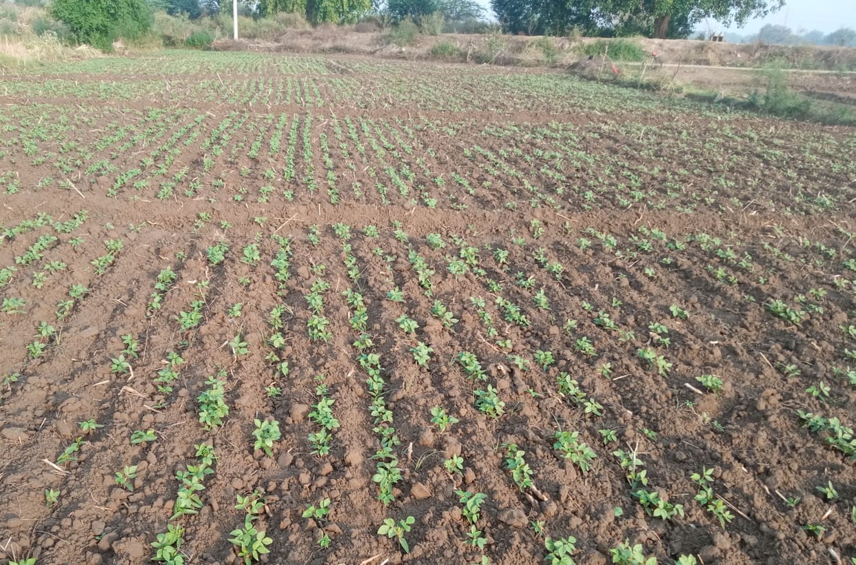 Take samples from six to 12 cm depth for soil test of the field