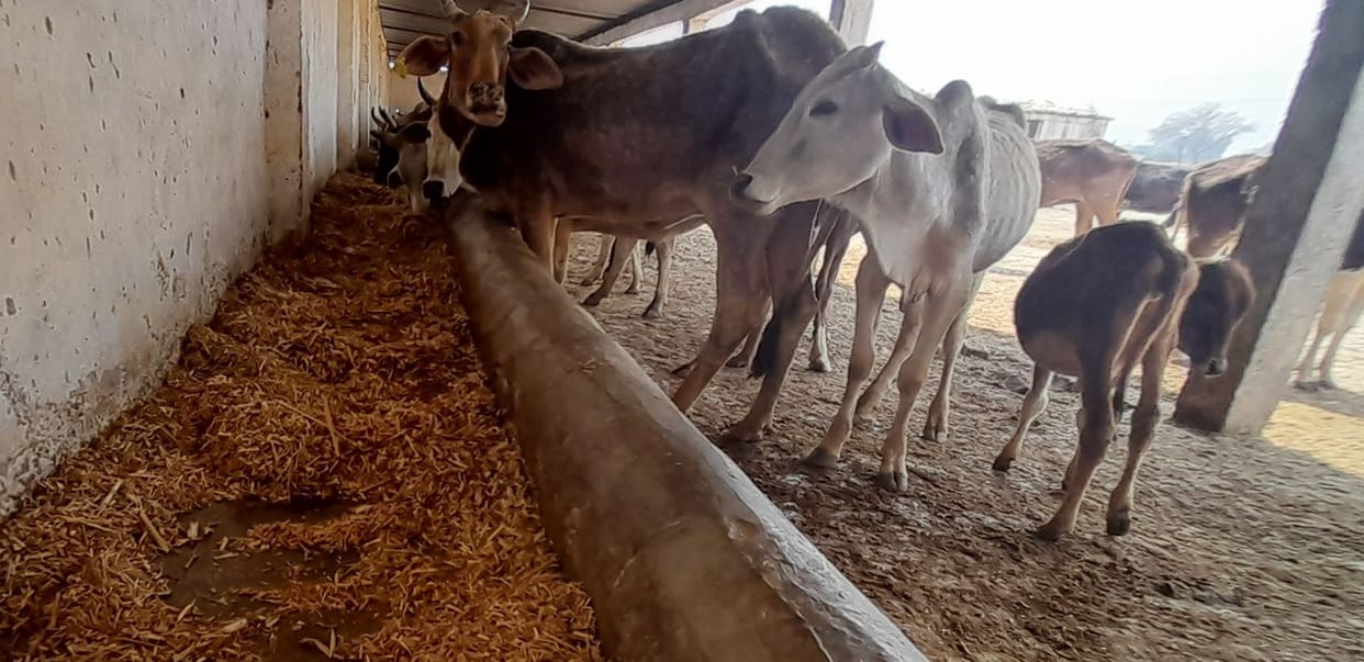 Kanpur dehat : Death of sick cattle in Bilsaryan Gaushala, condition of two more deteriorated