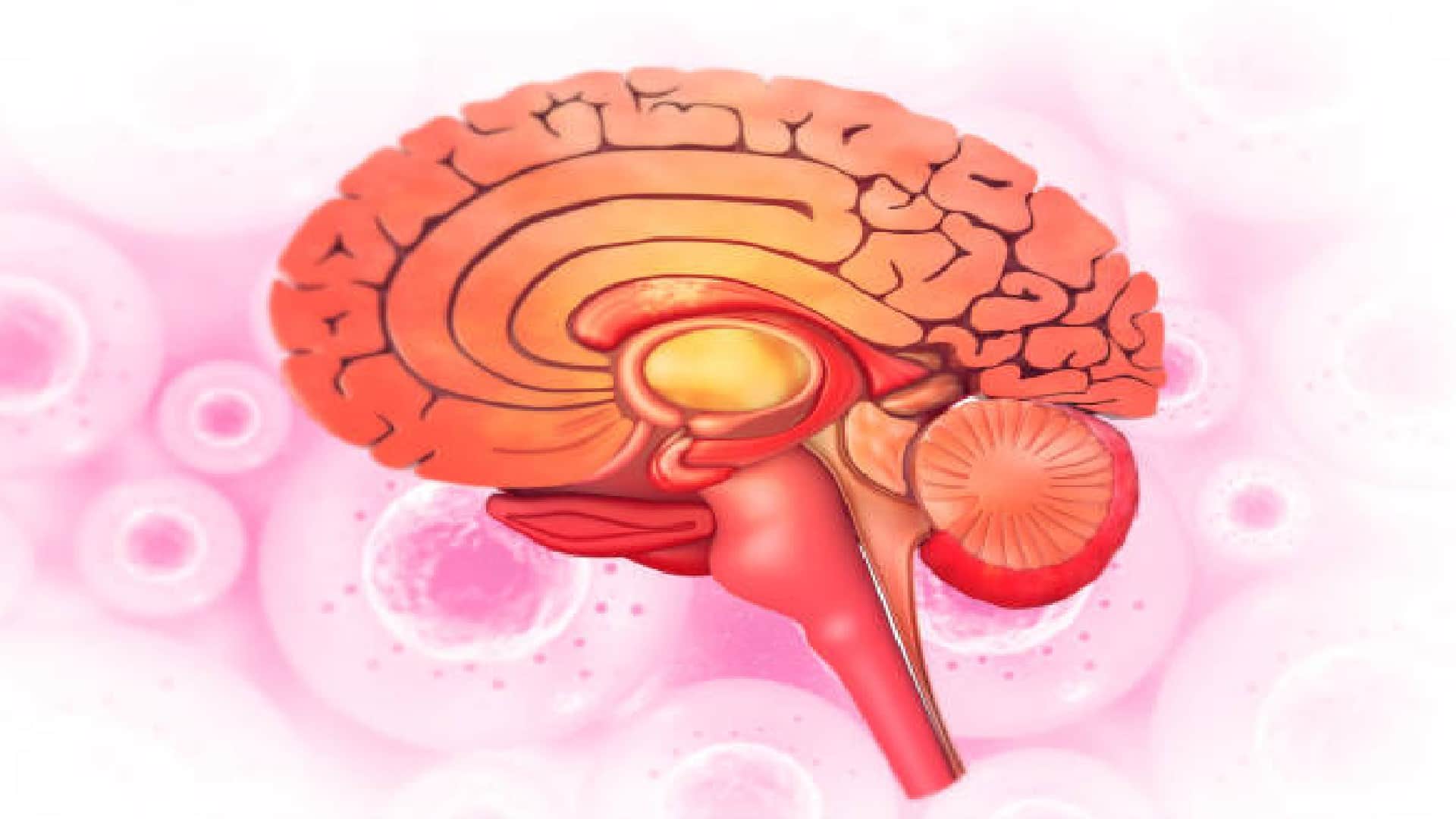 Scientists Discover Human Brain Is More Hotter Than We Expected Know Details In Hindi