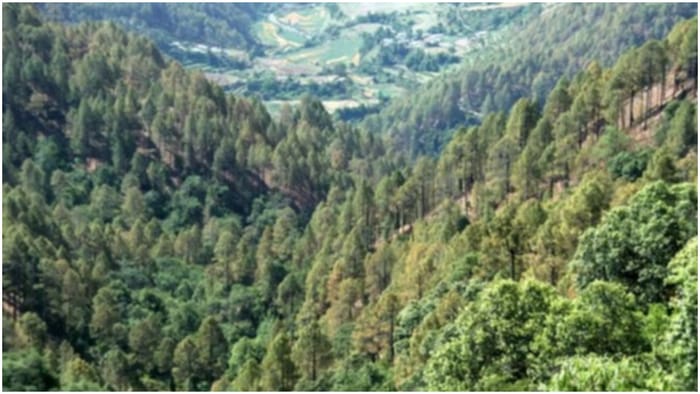 Even after Forest Conservation Act 10.26 lakh hectares of forests destroyed