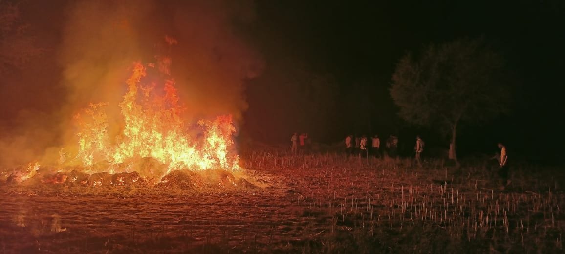 The fire in the field burnt the cooked mustard