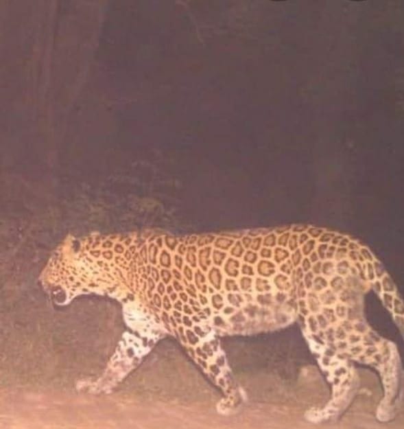 Due to the discussion of being a leopard, there is a fear among the people