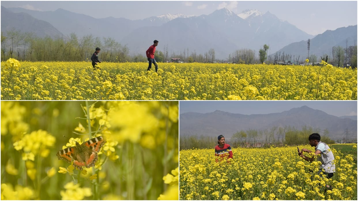 photos of Mustard fields bloom in Srinagar giving message of arrival of spring