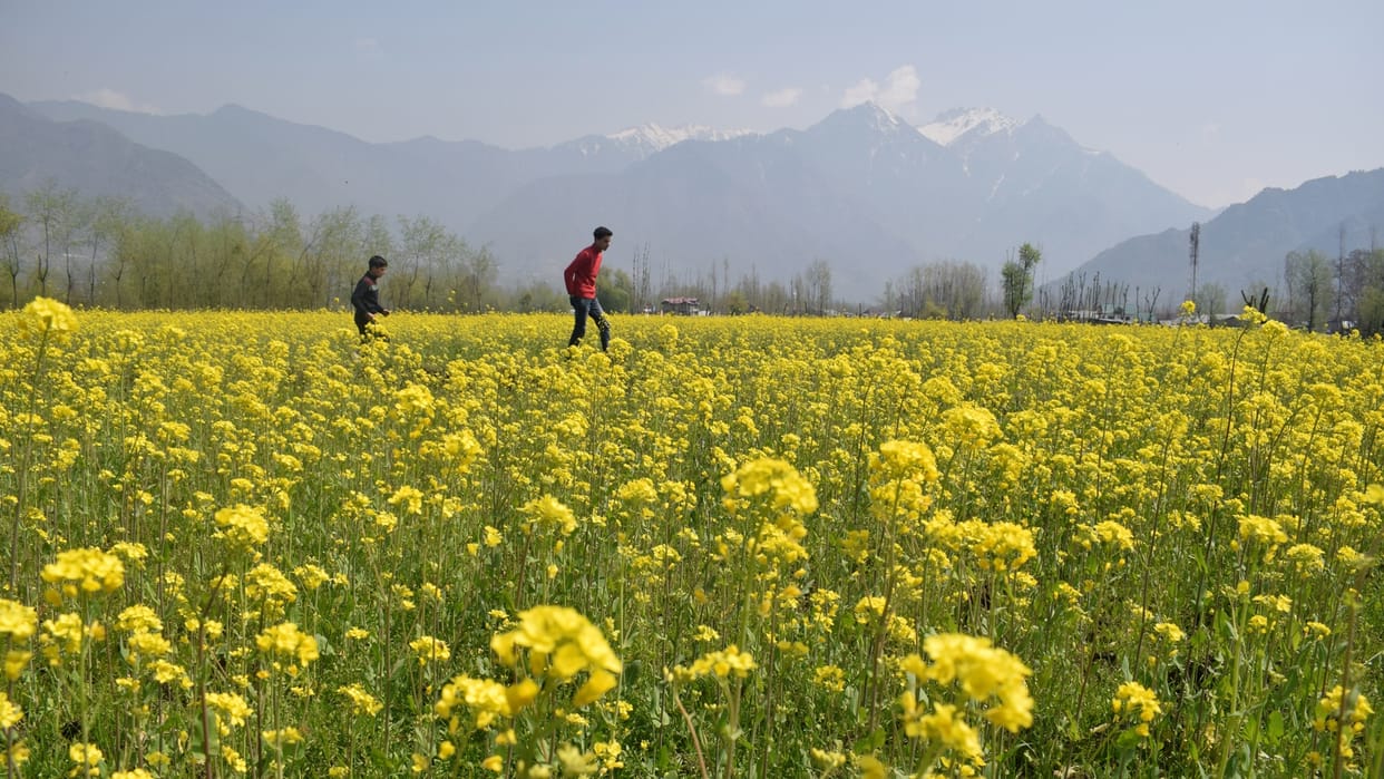 Research: After 20 year GM mustard approved for testing, scientists claims 323 crores profit with 10pct use