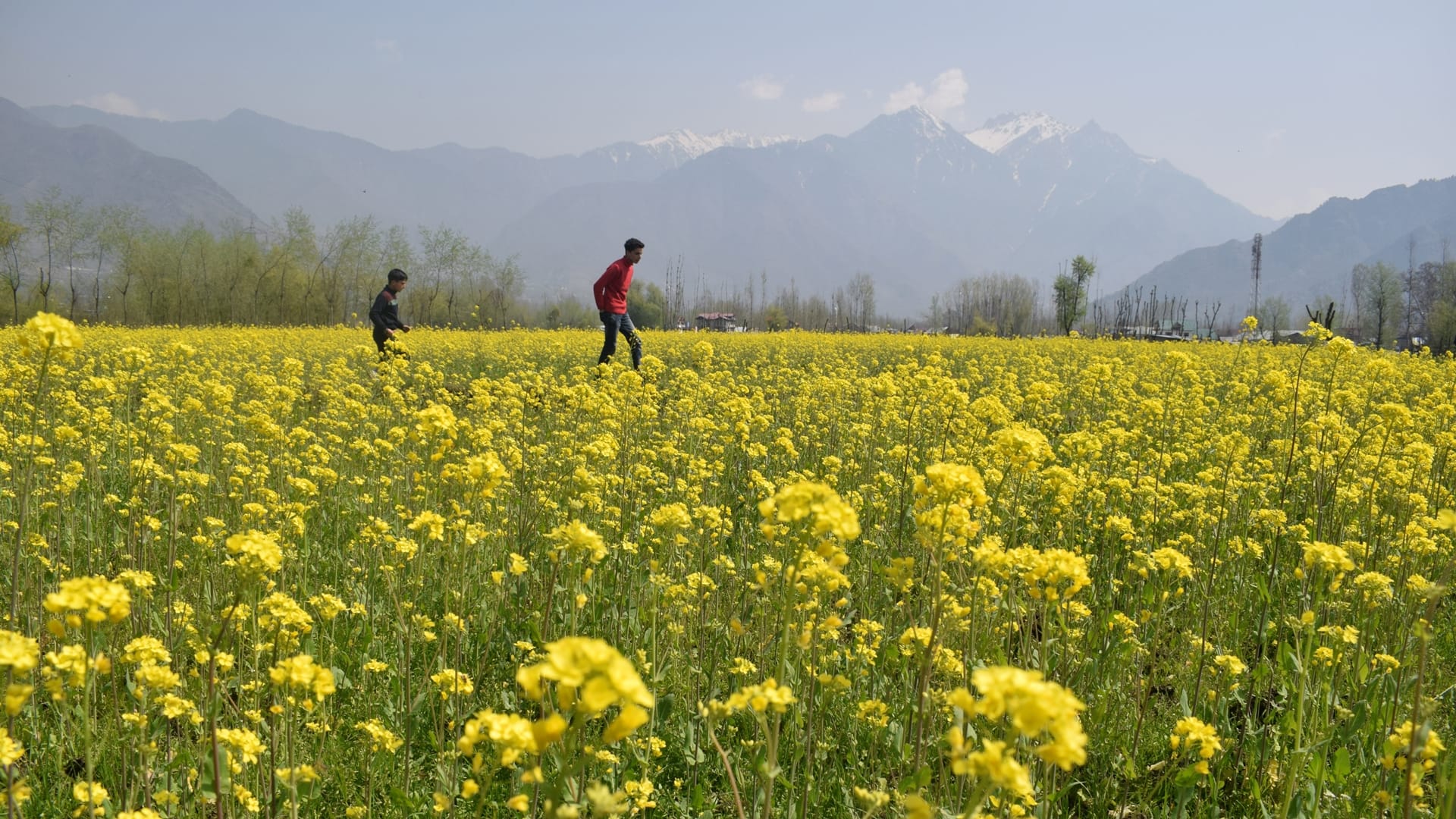 photos of Mustard fields bloom in Srinagar giving message of arrival of spring