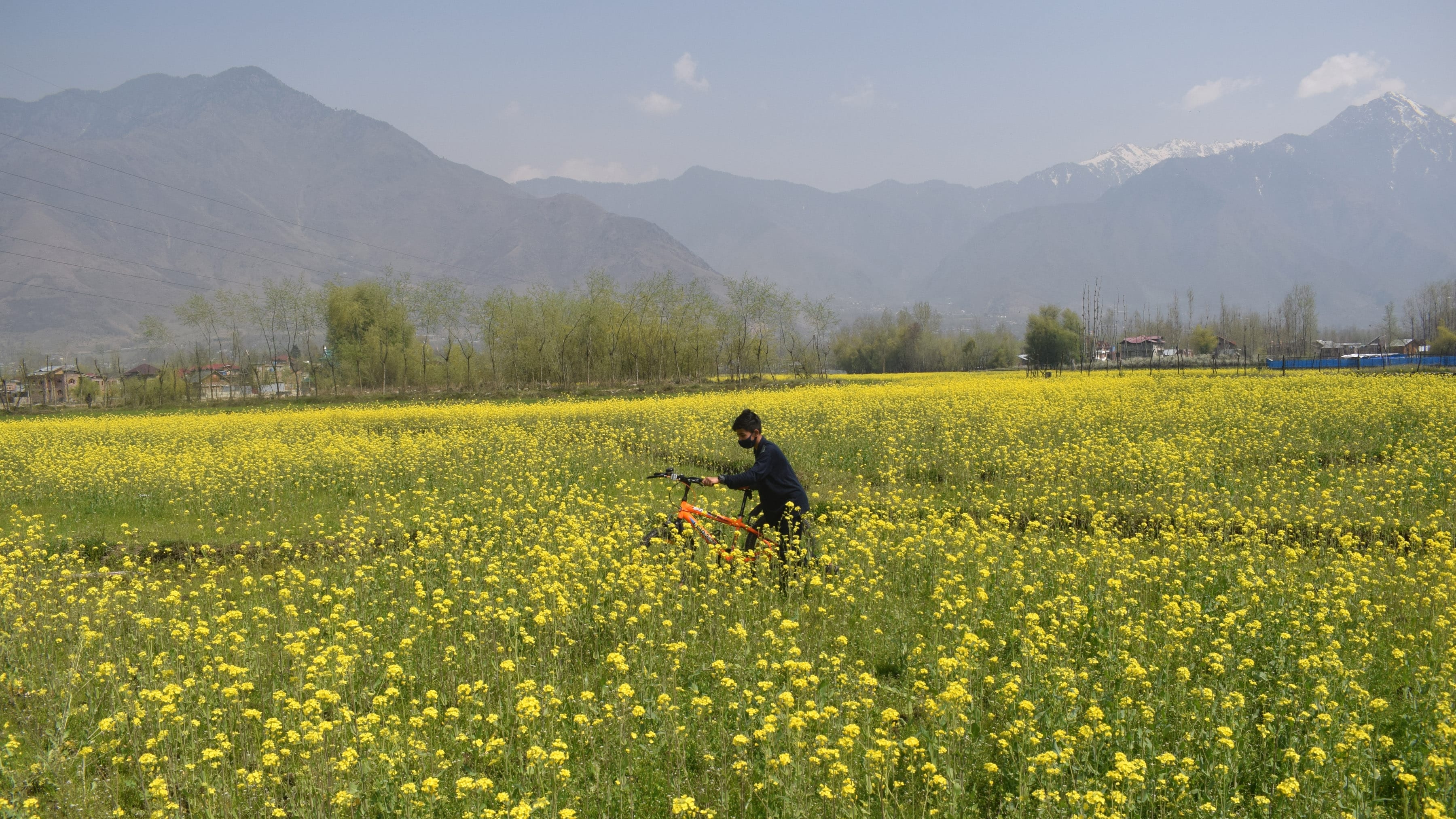 photos of Mustard fields bloom in Srinagar giving message of arrival of spring