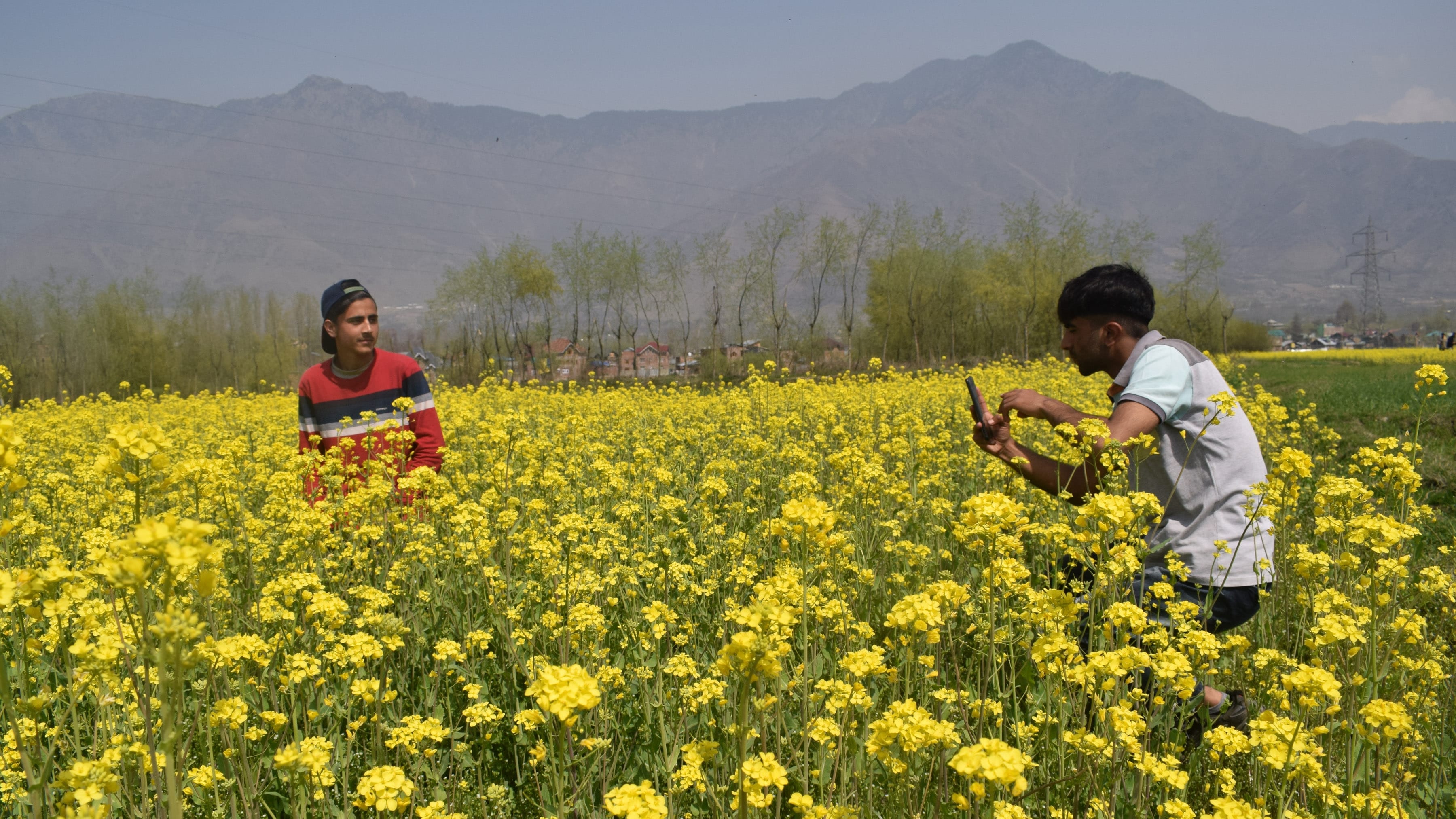 photos of Mustard fields bloom in Srinagar giving message of arrival of spring