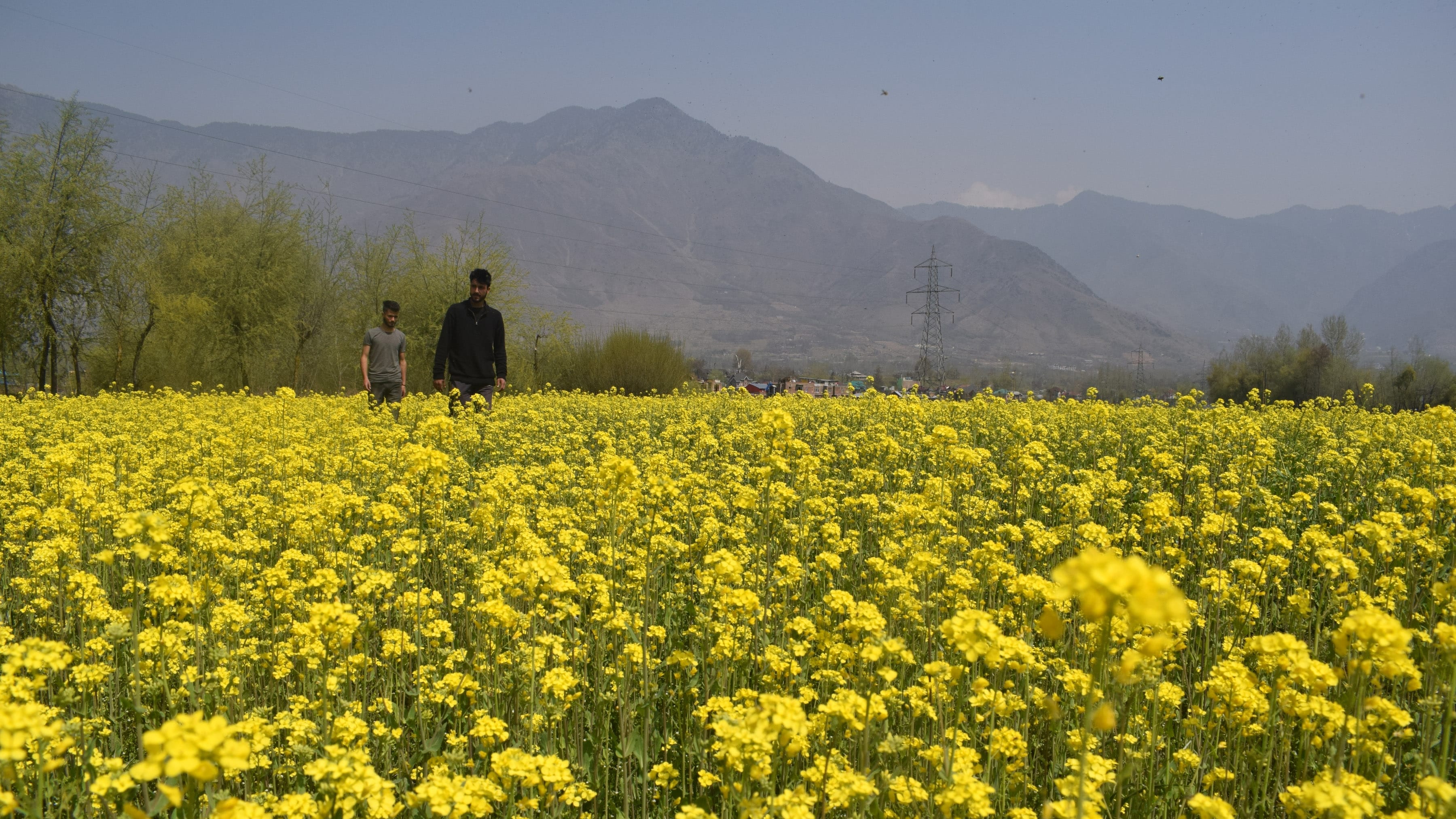 photos of Mustard fields bloom in Srinagar giving message of arrival of spring