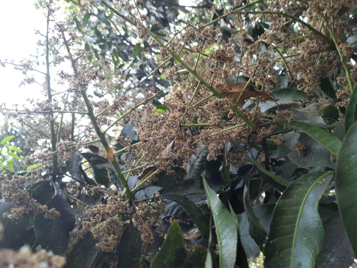 40 mercury scorched mango blossom