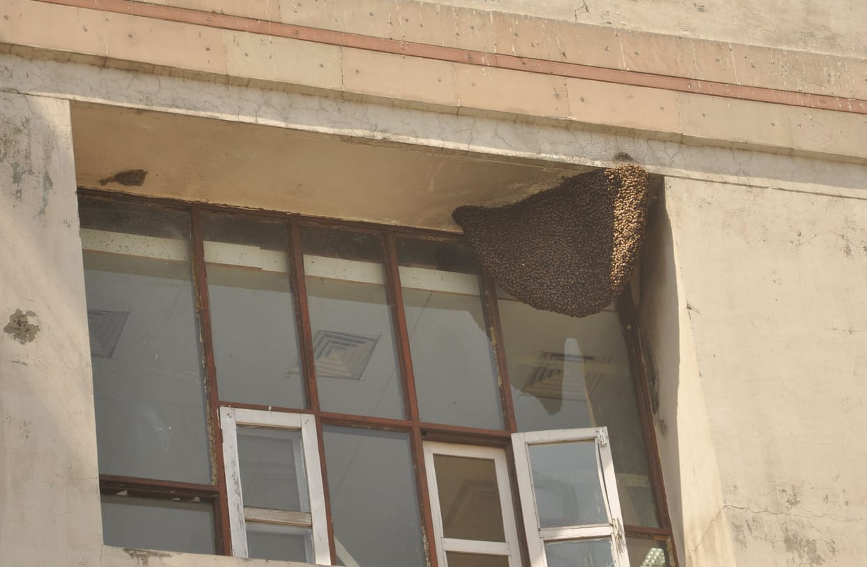 Stampede due to bee attack in PGI