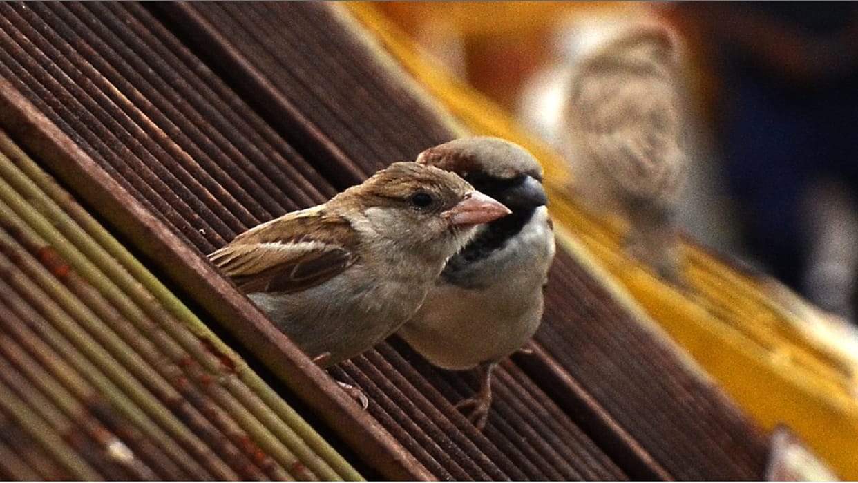courtyard started getting deserted due to return of guest birds migratory birds have started going to Siberia and cold European countries