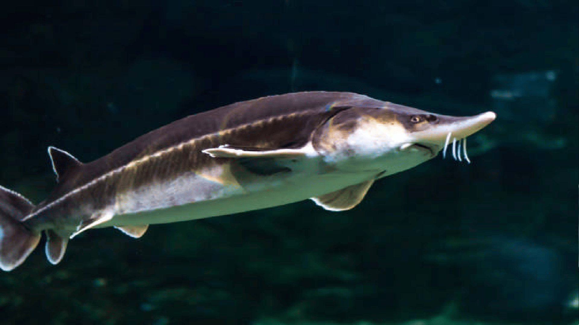 terrifying creature caught from sea know about this mysterious creature