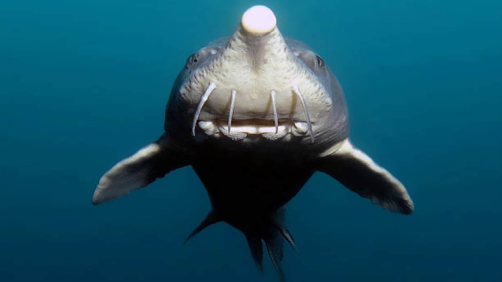 Mysterious Creature Found Dead on Seashore Know What Scientists Said