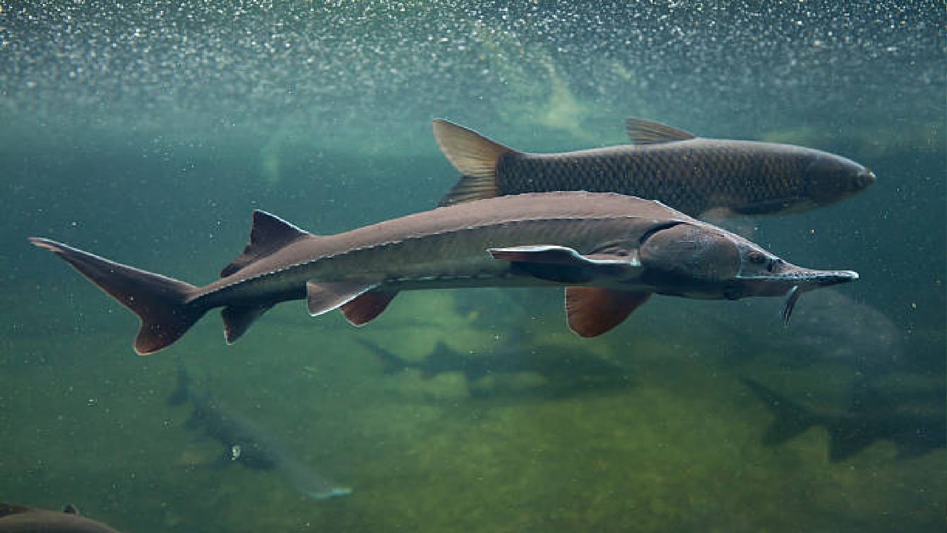 fish incubate eggs in their mouths just like surrogacy in humans know about this fish