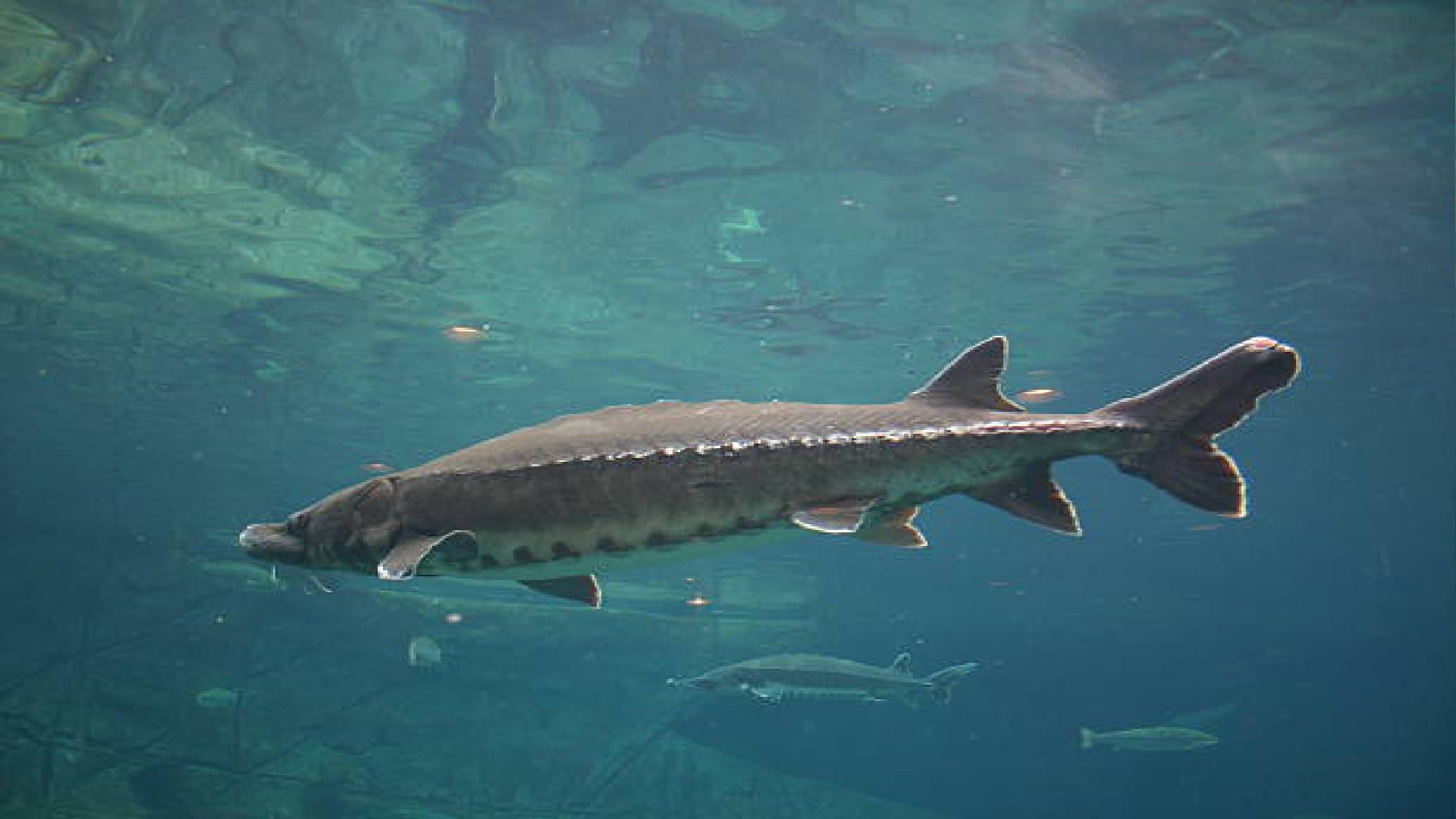 fish incubate eggs in their mouths just like surrogacy in humans know about this fish