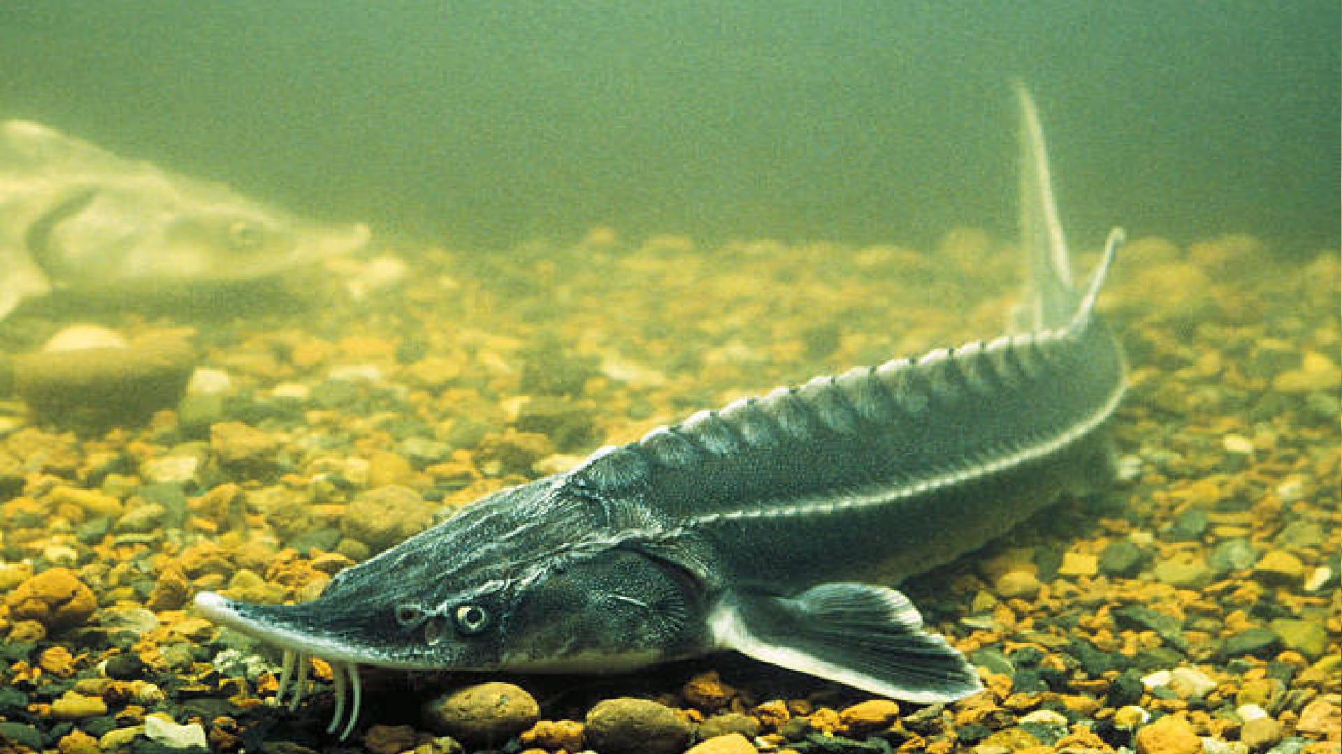 terrifying creature caught from sea know about this mysterious creature
