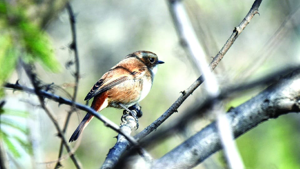birds will tell mood of delhi changing climate