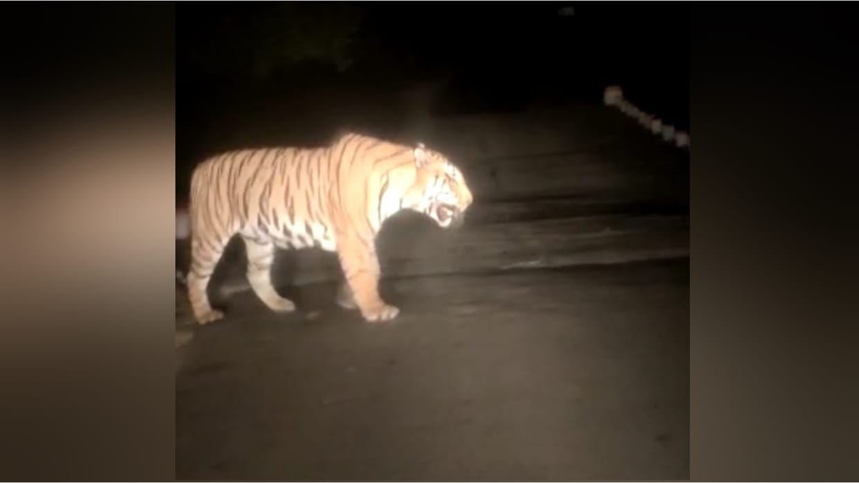 tiger seen on road in Chitrakoot Video made by people in vehicles