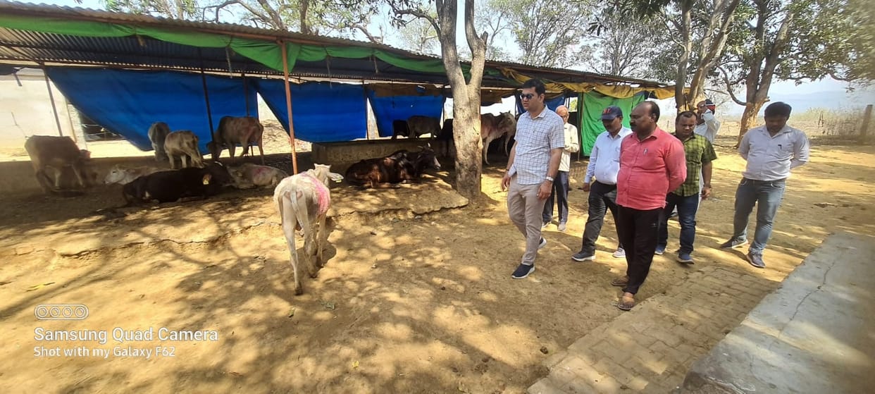 69 animals in the shelter, only one and a half quintals of straw to eat, CDO angry