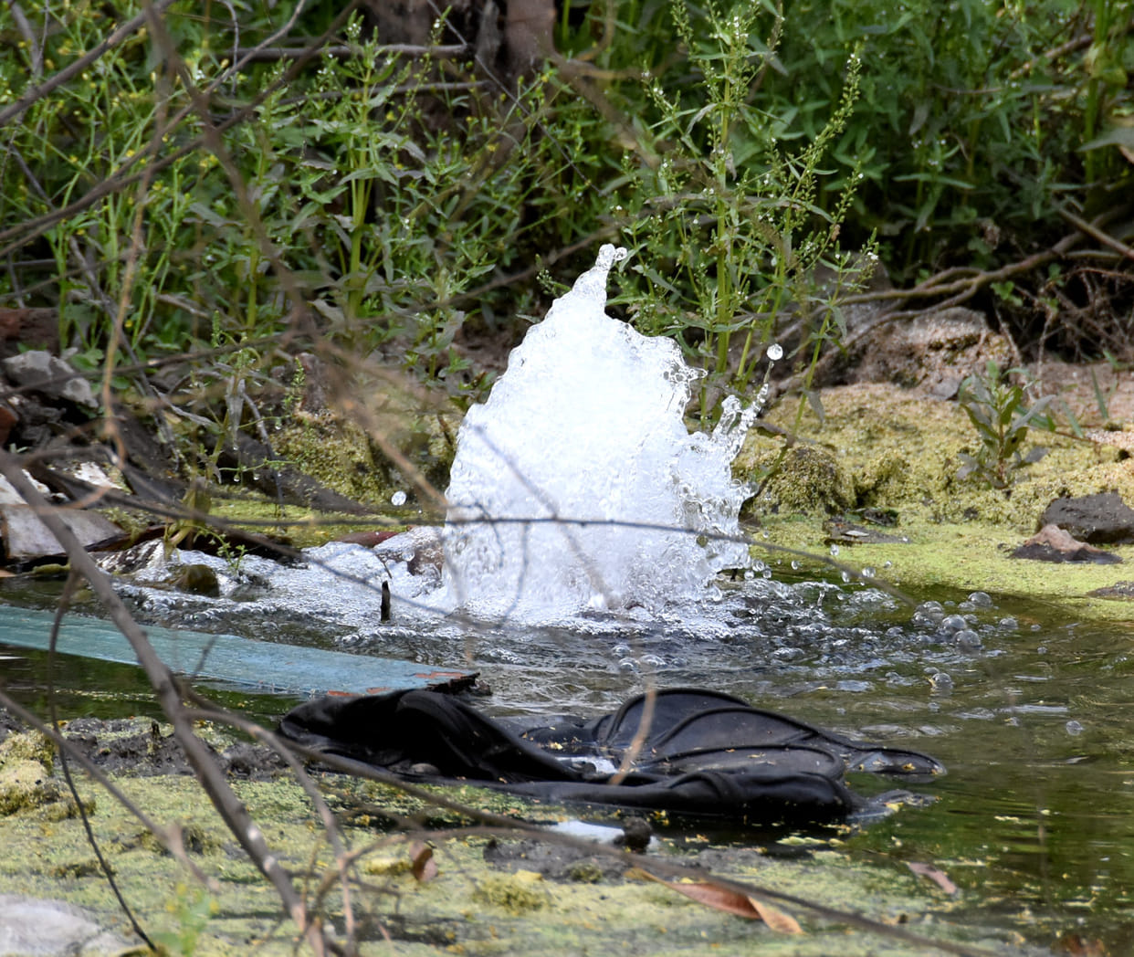 Water conservation and rain water harvesting schemes did not succeed