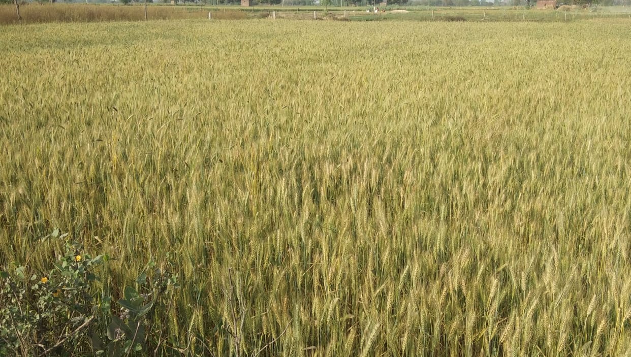 fathepur news,Rising temperature made wheat crop ripe ahead of time