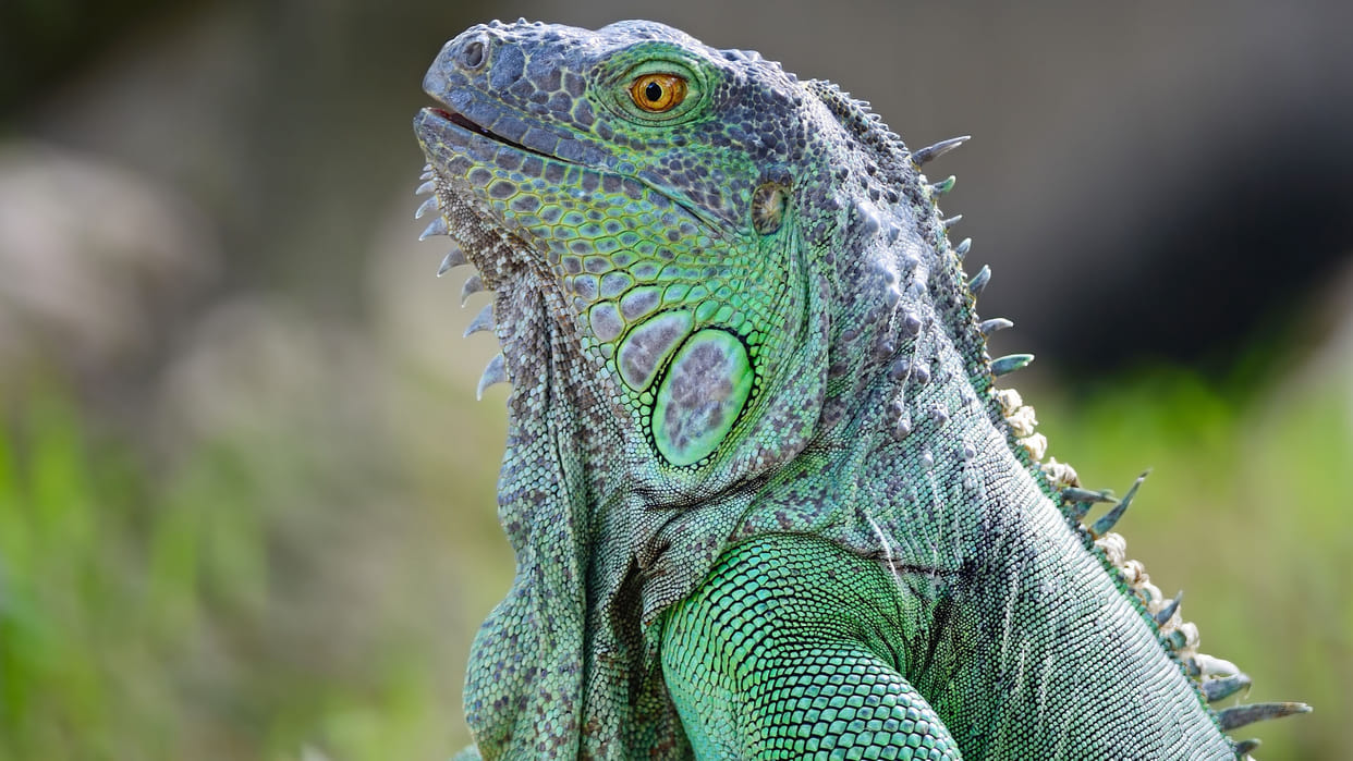 Most Mysterious Reptiles Living Fossil of 190 Million Years on Earth Know Here About it