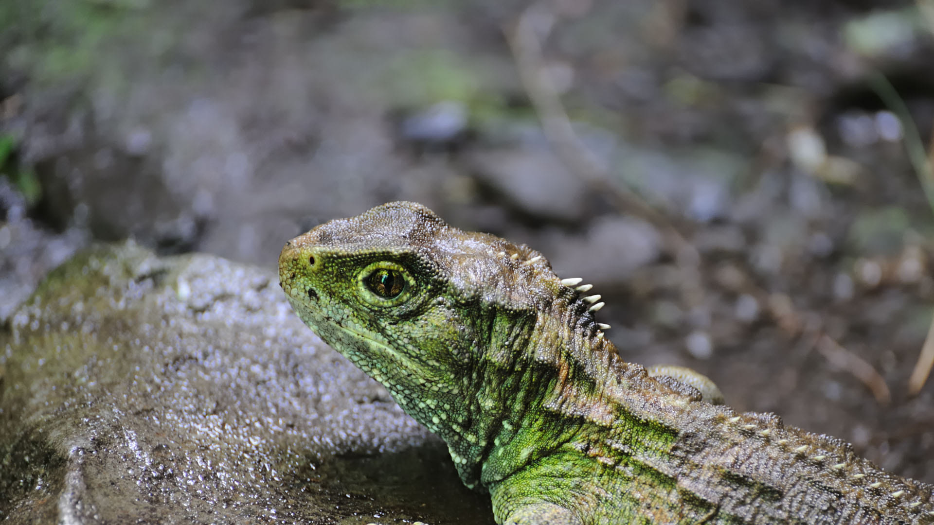 Most Mysterious Reptiles Living Fossil of 190 Million Years on Earth Know Here About it