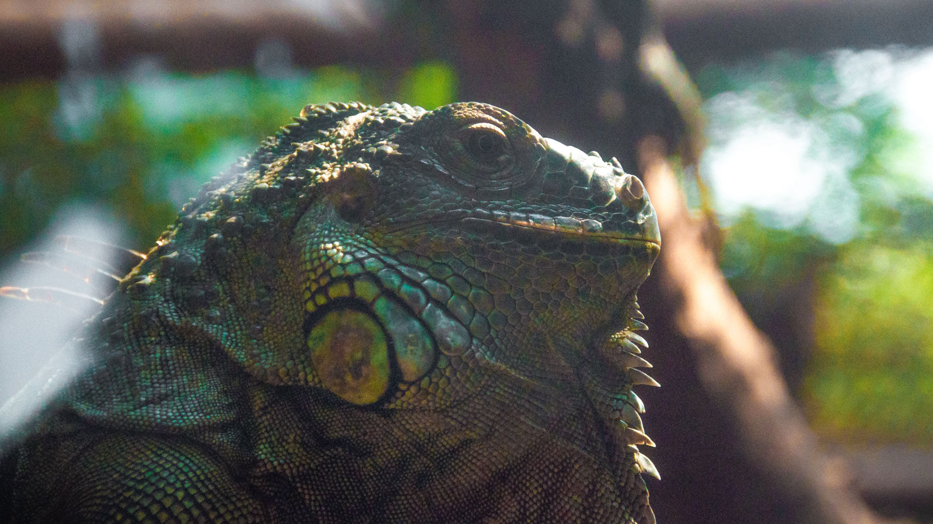 Most Mysterious Reptiles Living Fossil of 190 Million Years on Earth Know Here About it