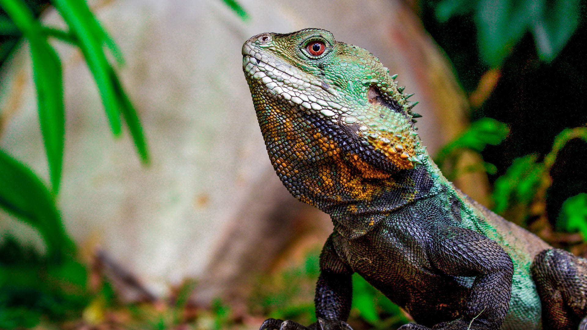 Most Mysterious Reptiles Living Fossil of 190 Million Years on Earth Know Here About it