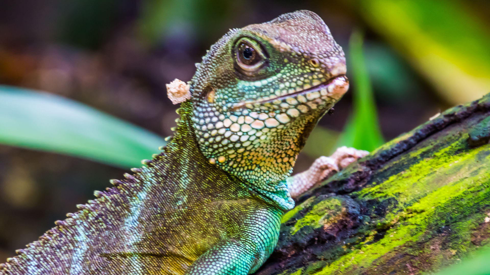 Most Mysterious Reptiles Living Fossil of 190 Million Years on Earth Know Here About it