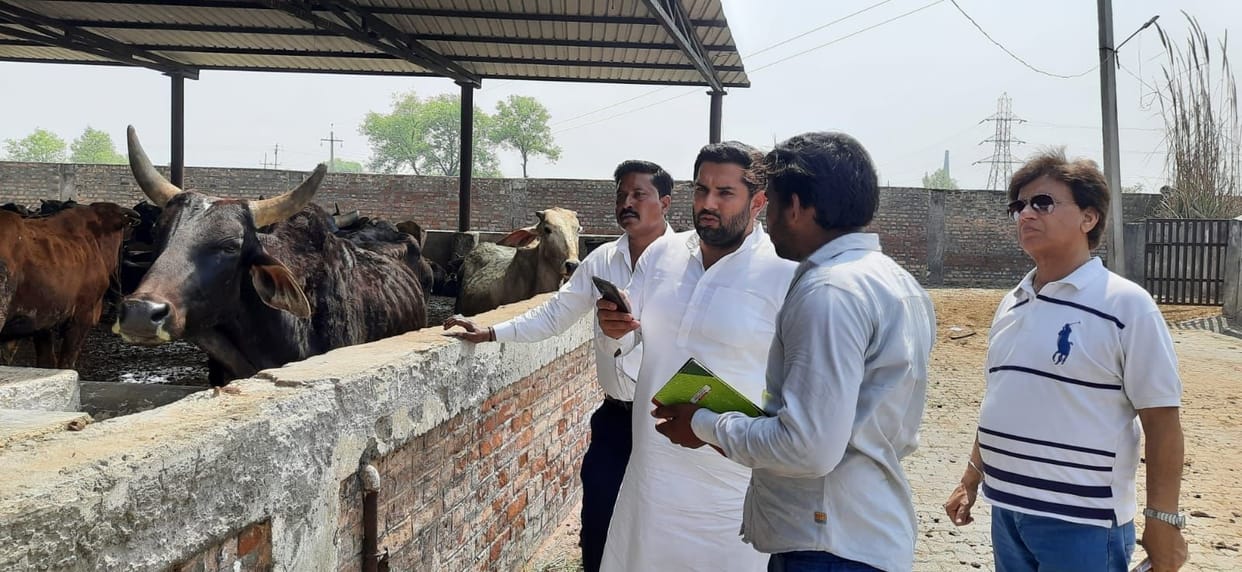 Green fodder was not found in Nandishala, the mayor reprimanded the contractor