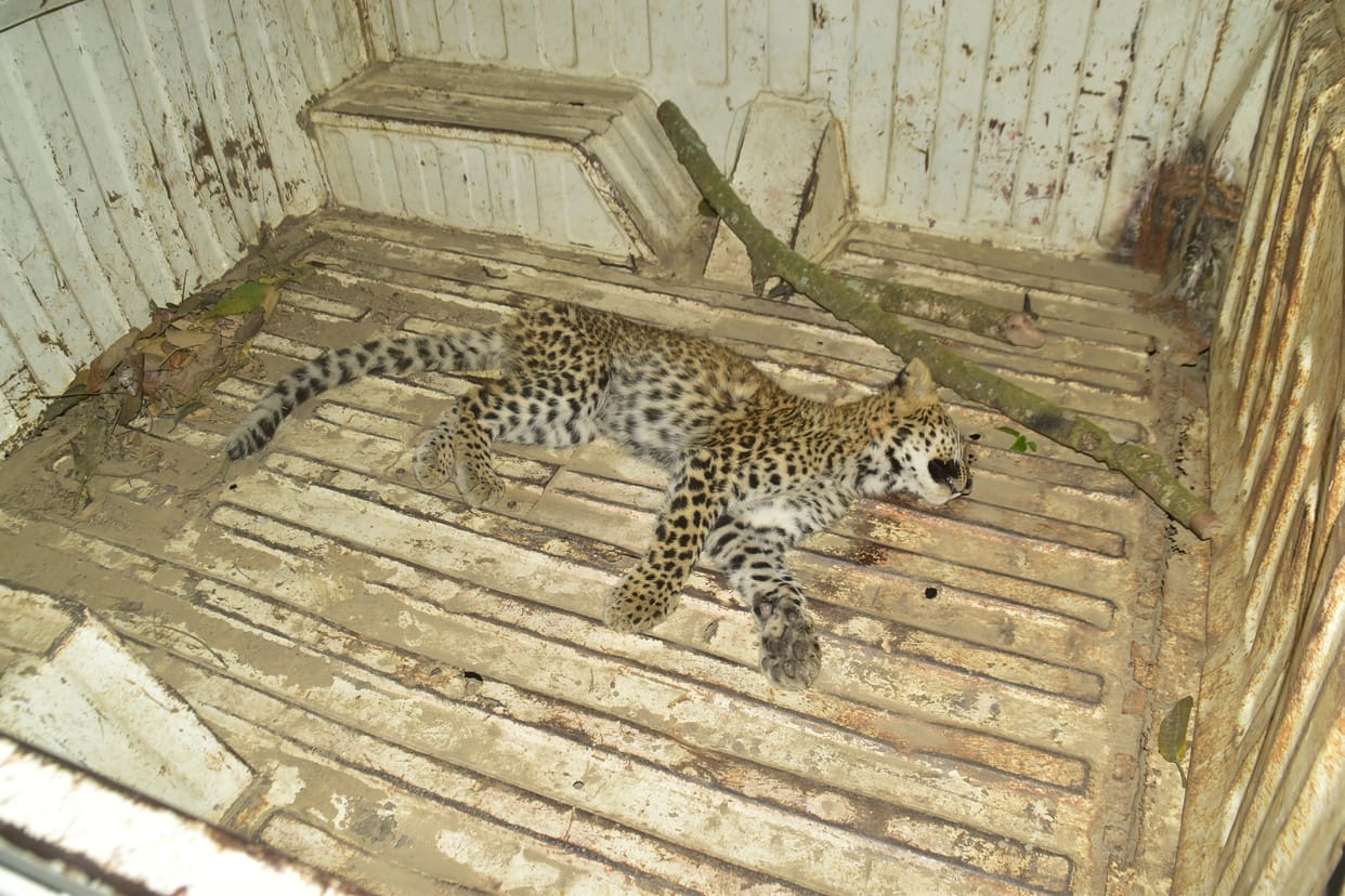Dead body of leopard cub found on the road