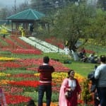 Srinagar Tulip Garden (File)