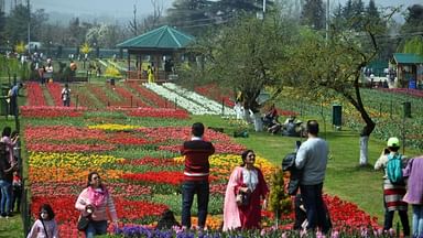 Srinagar Tulip Garden