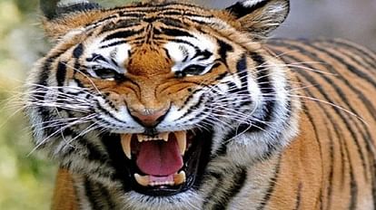 उमरिया जिले में बाघ के हमले से एक युवक की मौत हो गई।