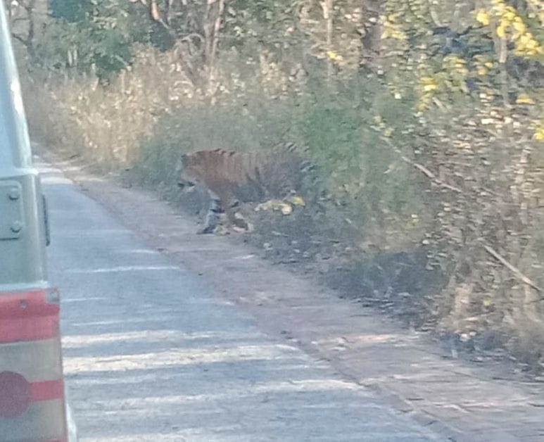 Tiger on madhotanda khatema road